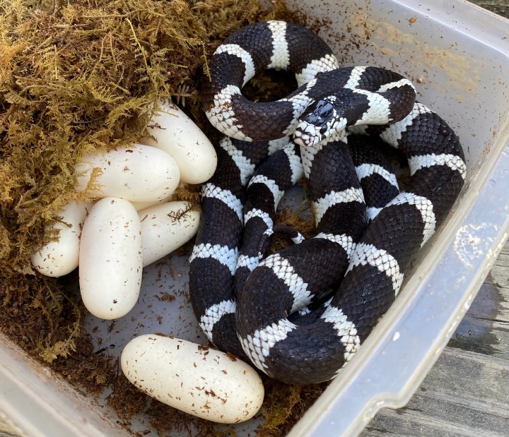 Victorville California Kingsnake